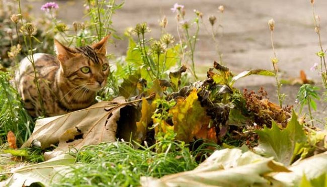 Politikus PDIP Tolak Klaim PSI Tentang Dampak Negatif Pulau Kucing di Jakarta